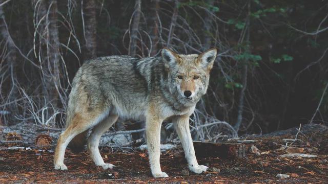 城市边缘的独白 - 微电影